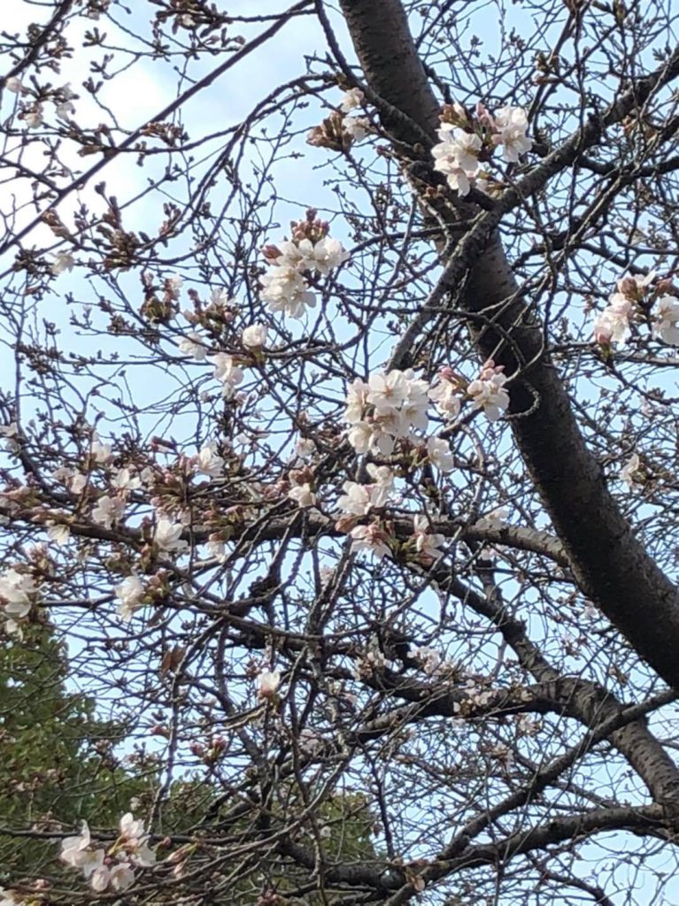 🌸さくら🌸